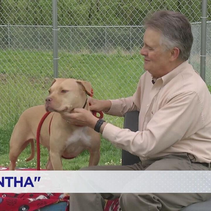 PAUL'S PET: 'Samantha' is the dog up for adoption at Human Educational Society in Chattanooga